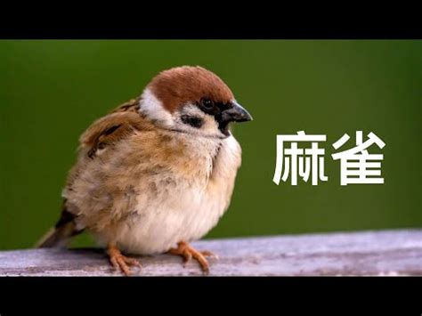 麻雀飛進家裡|【麻雀飛進家裡代表什麼】飛雀臨門，吉兆還是兇兆？麻雀飛進家。